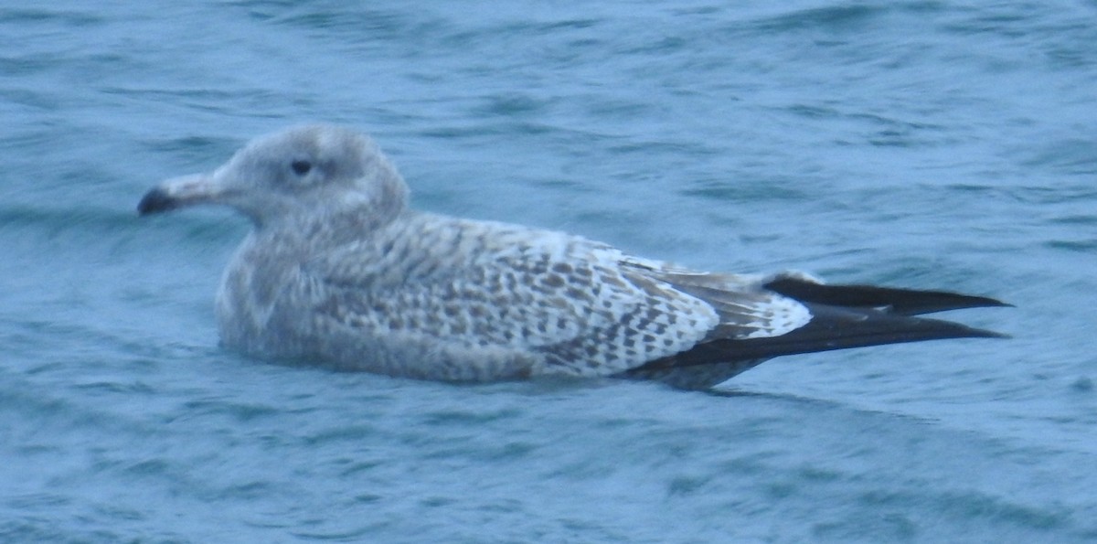 amerikagråmåke - ML644629913