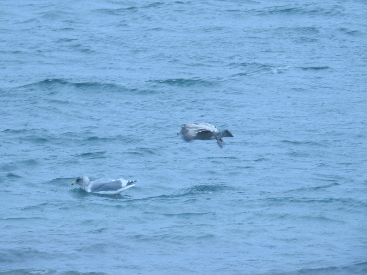 amerikagråmåke - ML644629914