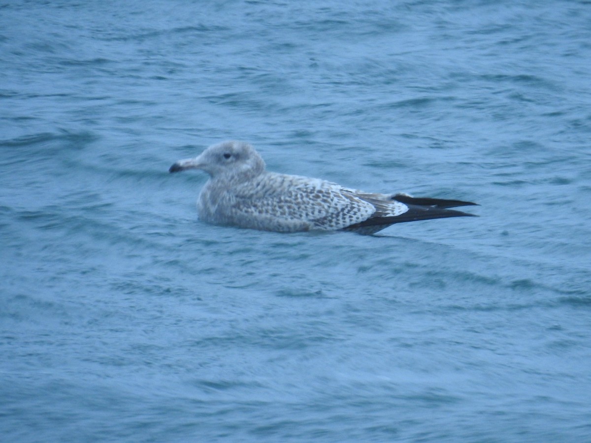 amerikagråmåke - ML644629915