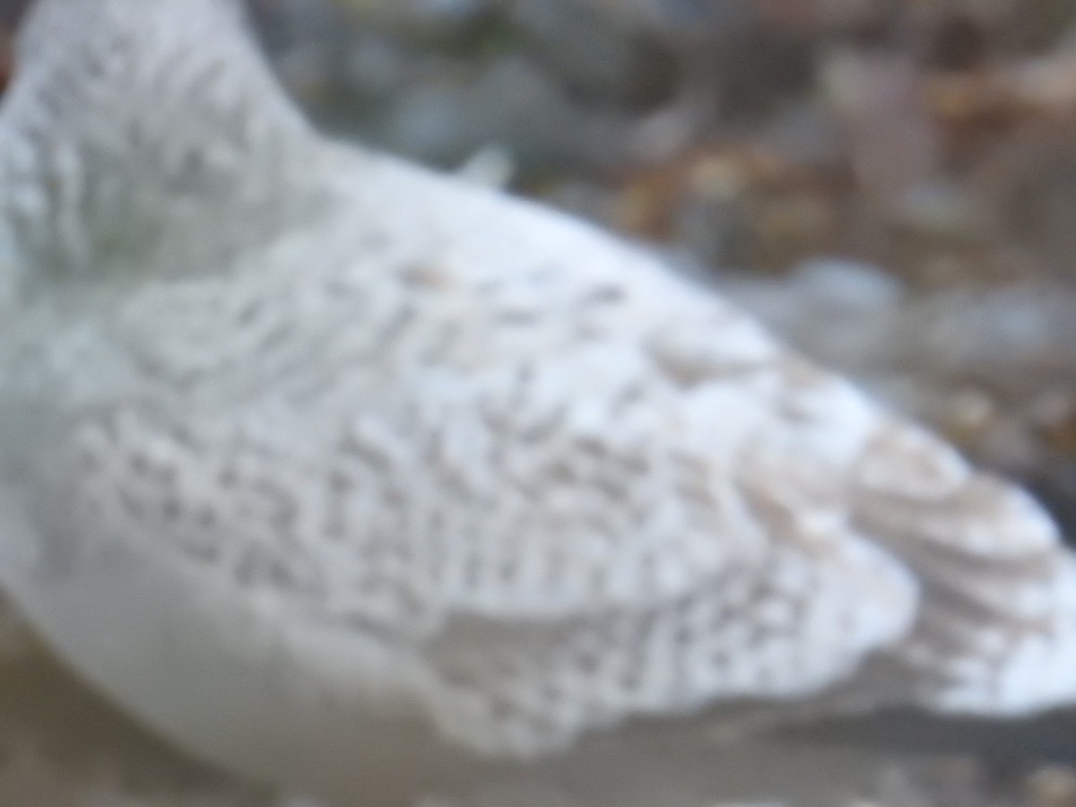 amerikagråmåke - ML644629916