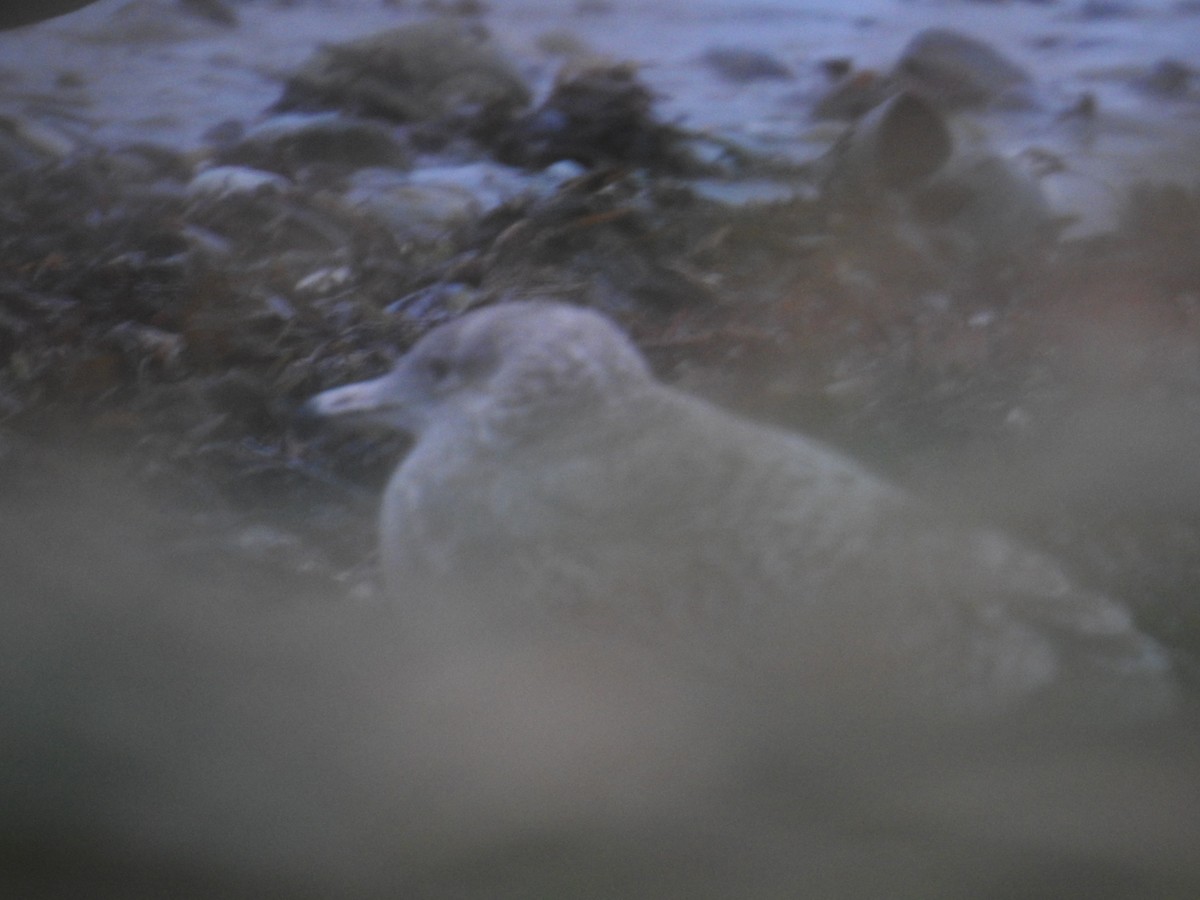 amerikagråmåke - ML644629918