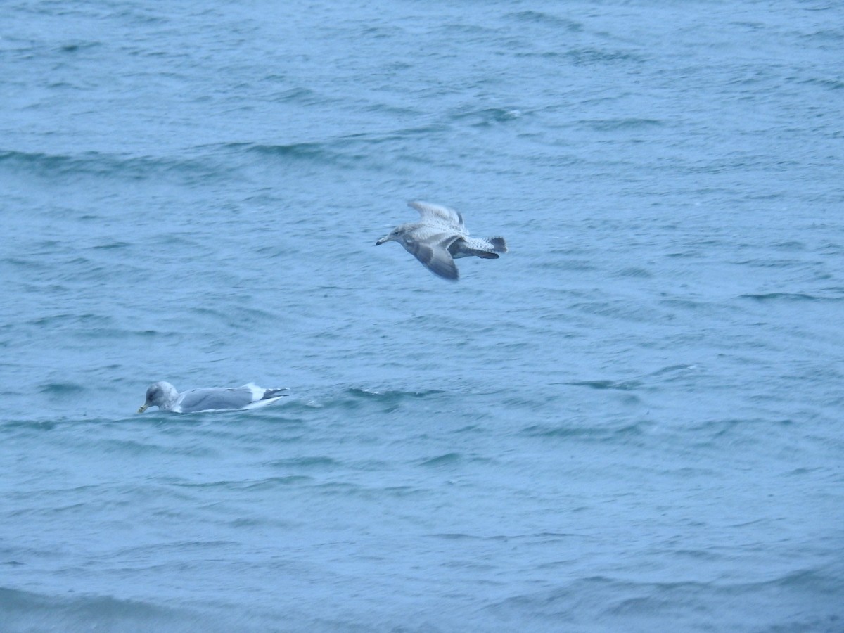 amerikagråmåke - ML644629920