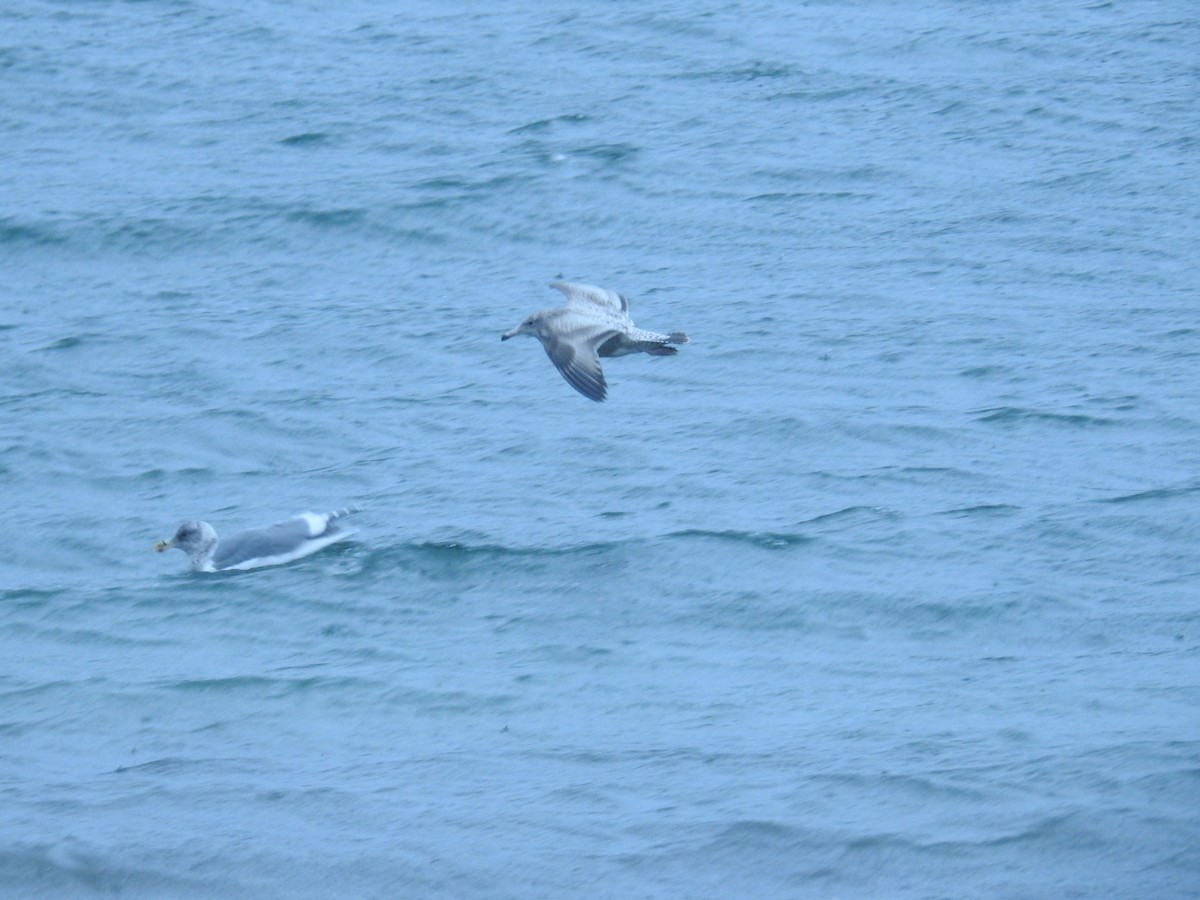 amerikagråmåke - ML644629921