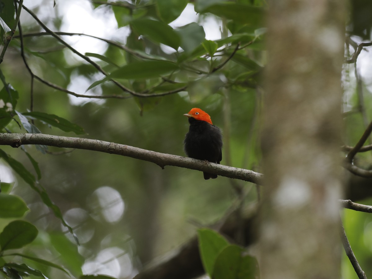 rødhettemanakin - ML644629922