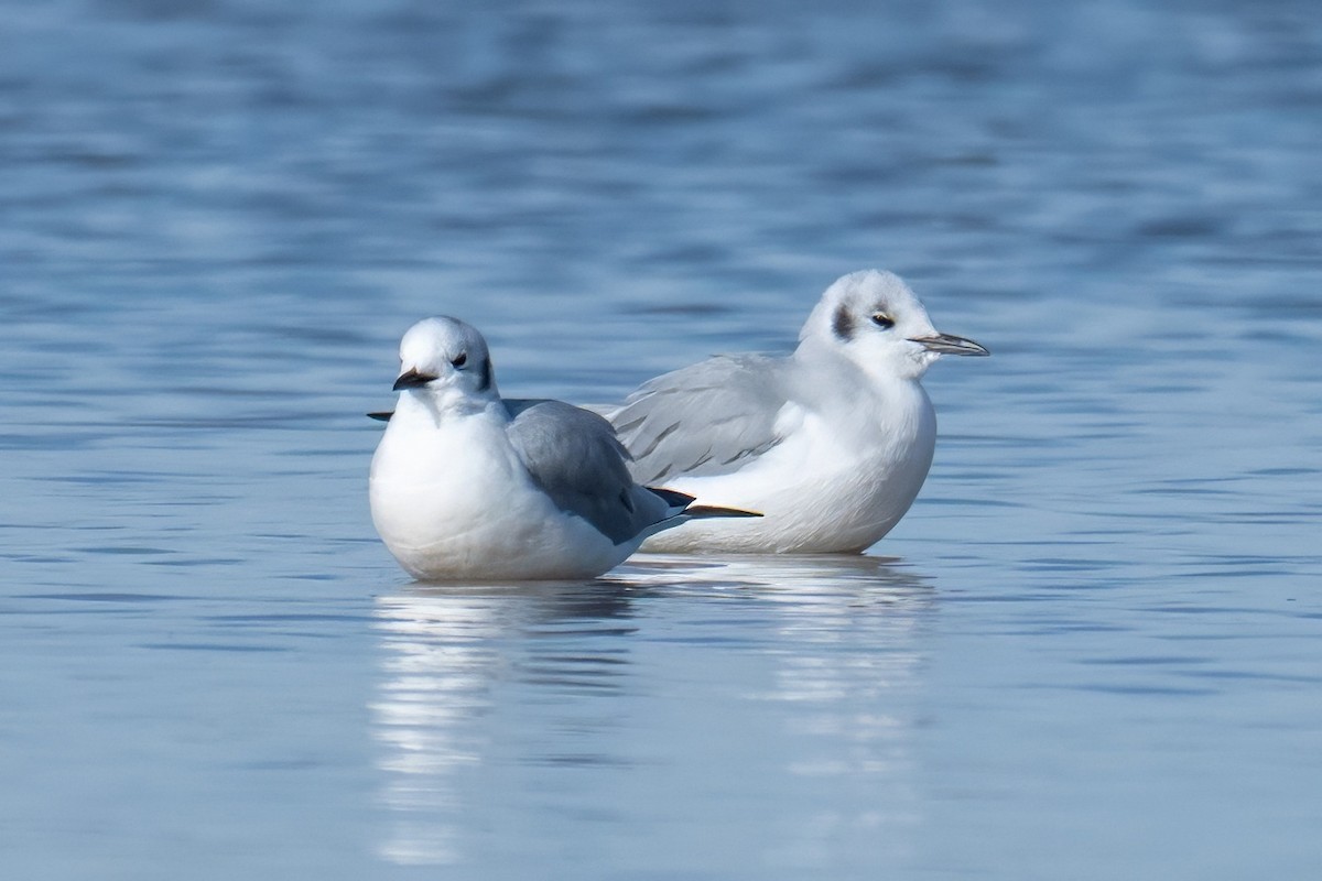 kanadahettemåke - ML644629923