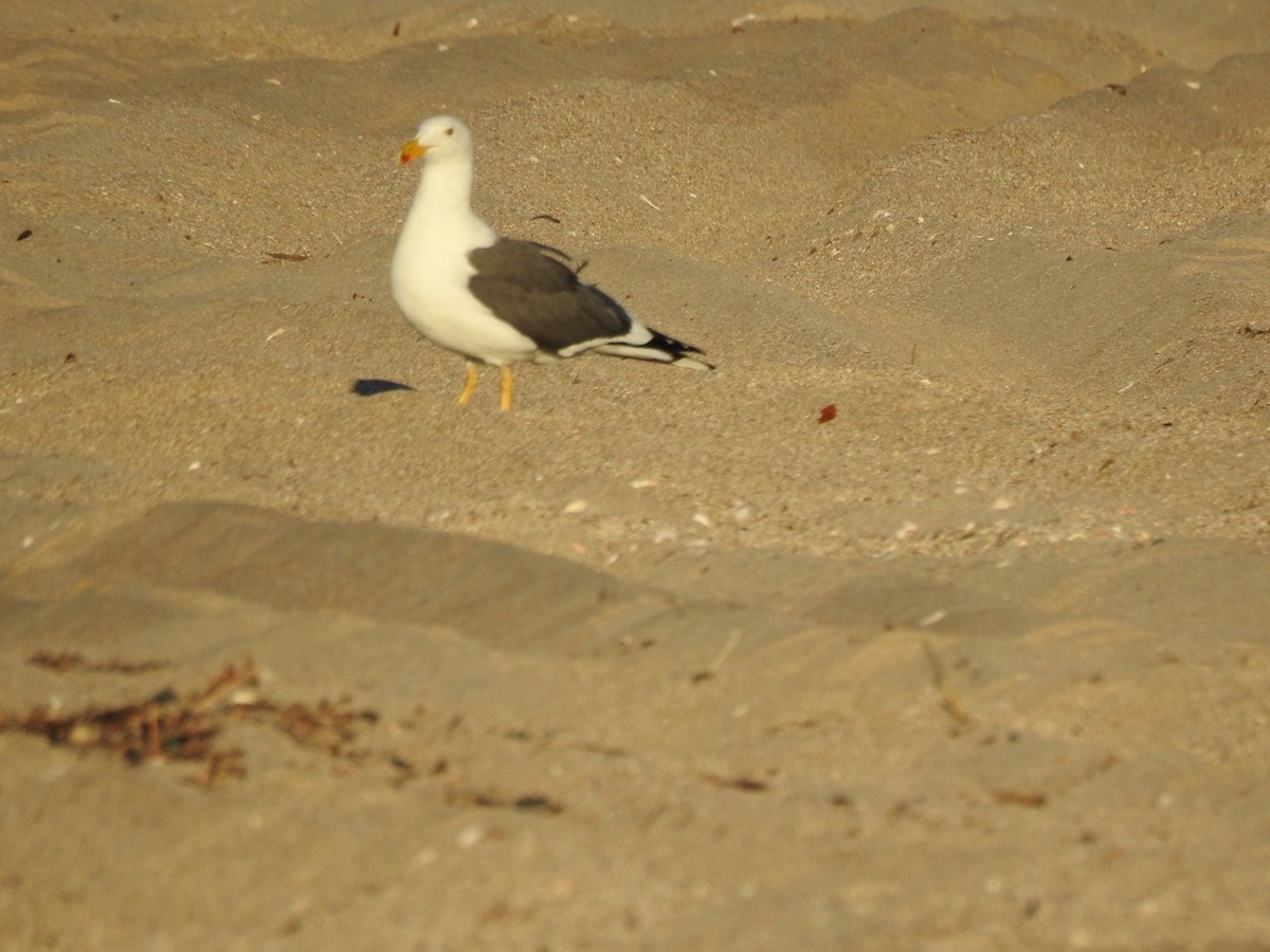 gulfotsvartbak - ML644629925