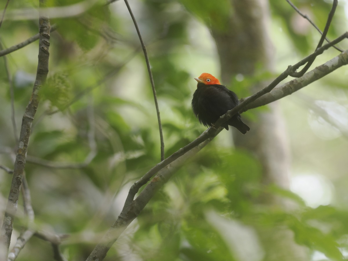 rødhettemanakin - ML644629926