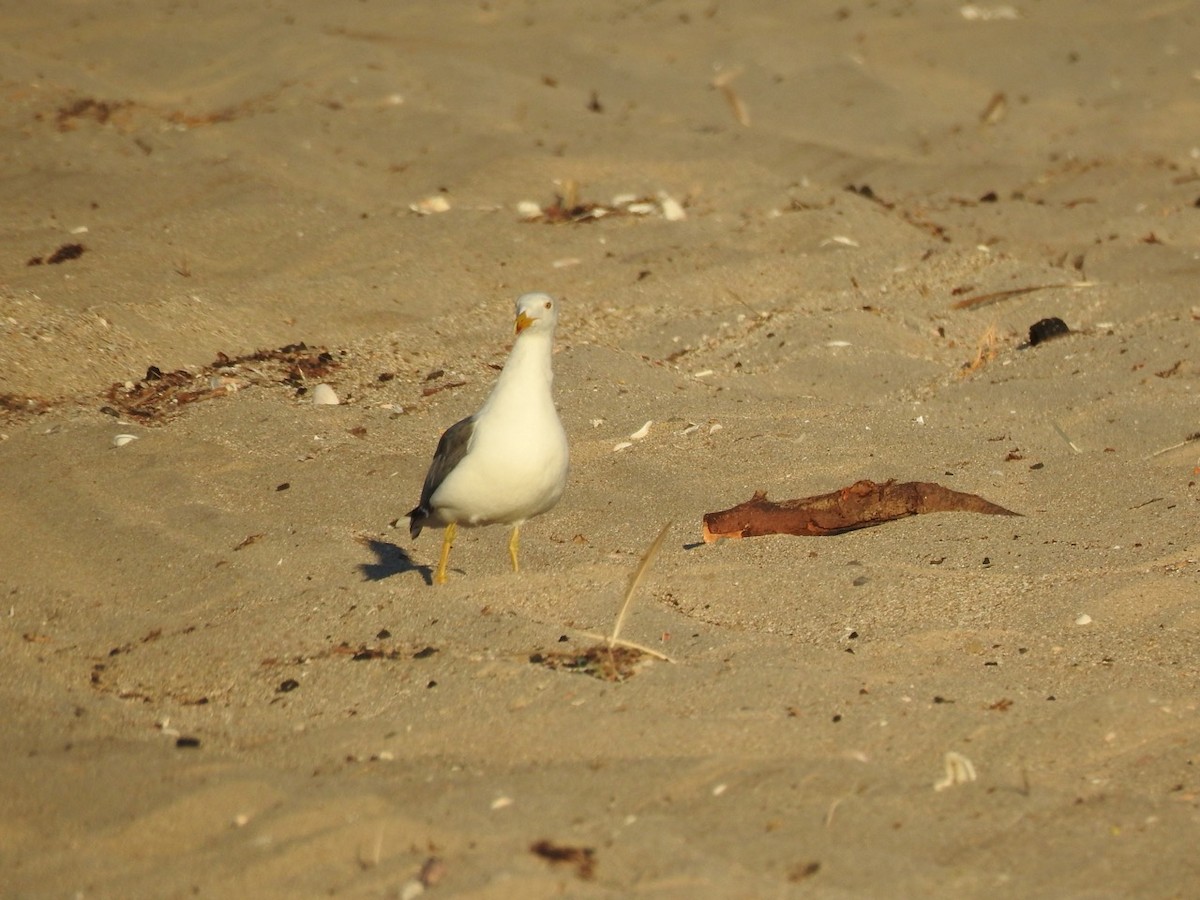 gulfotsvartbak - ML644629927