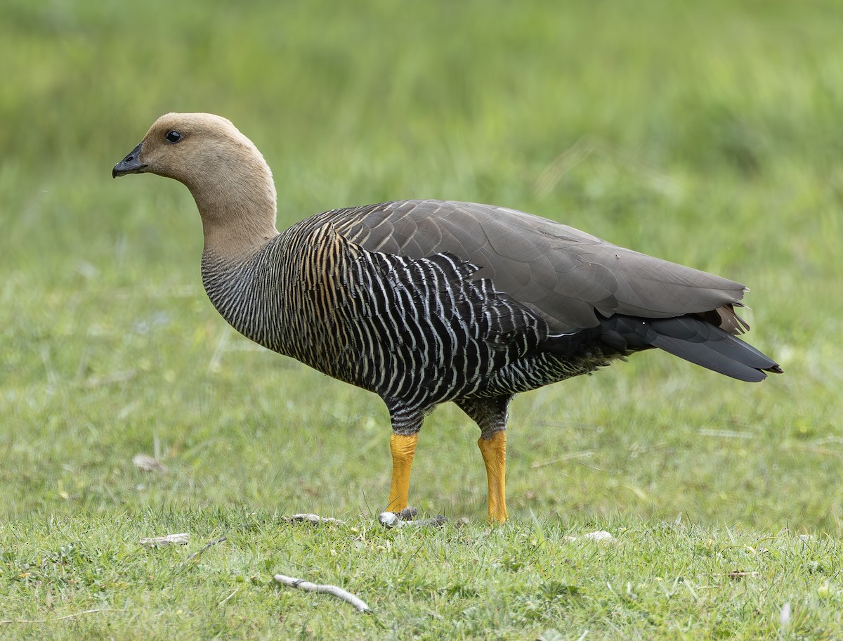 sebragås (Bar-breasted) - ML644629931