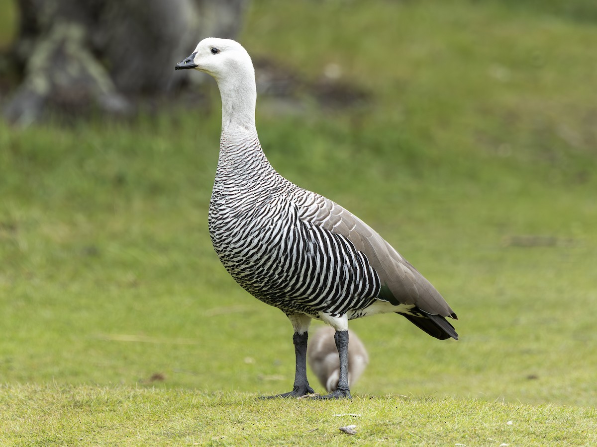 sebragås (Bar-breasted) - ML644629932