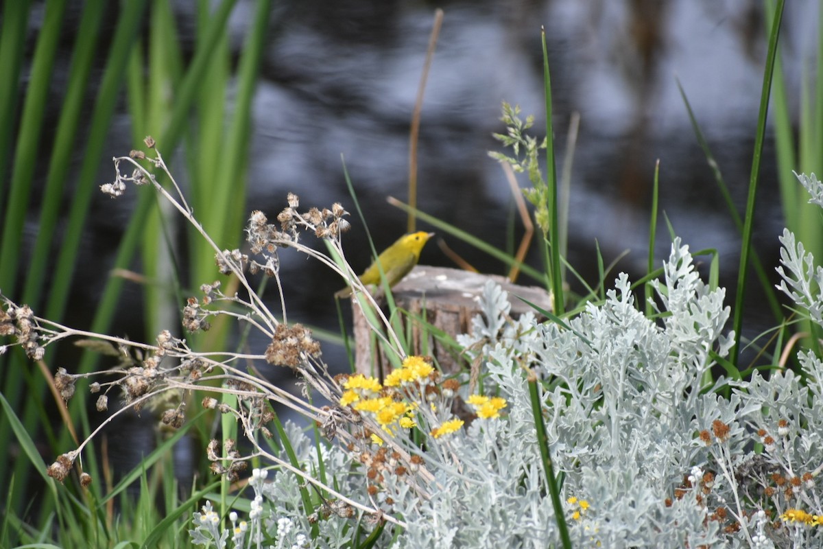 kalottparula - ML644629933