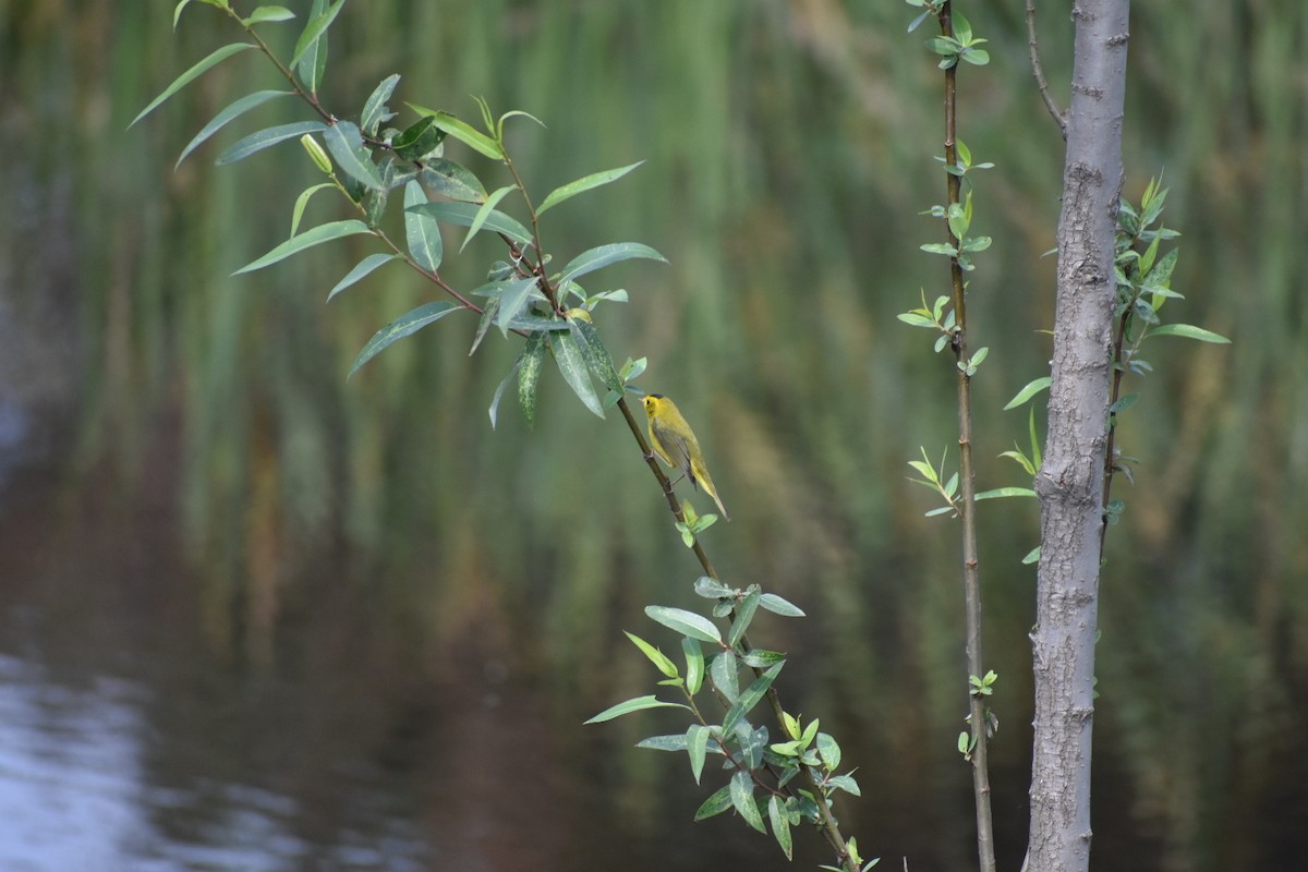 kalottparula - ML644629934