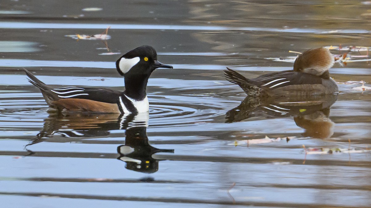 hjelmfiskand - ML644629935