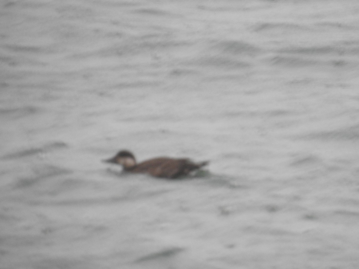 amerikasvartand - ML644629938