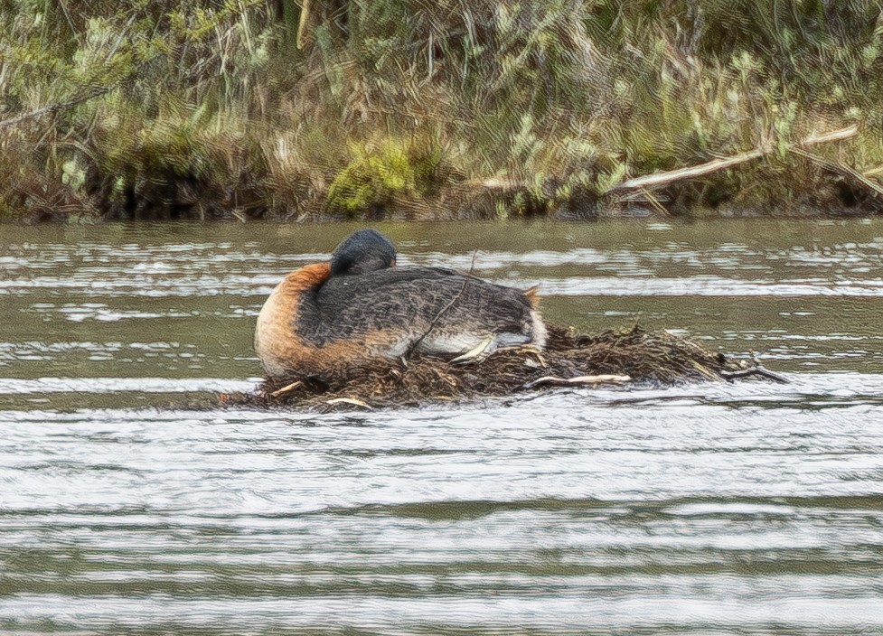 spyddykker - ML644629939