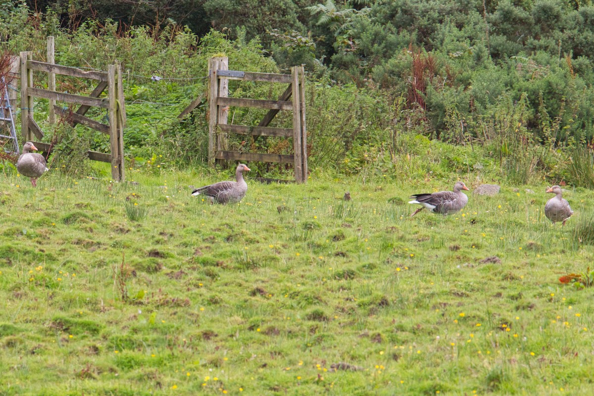 Oie cendrée - ML644629946