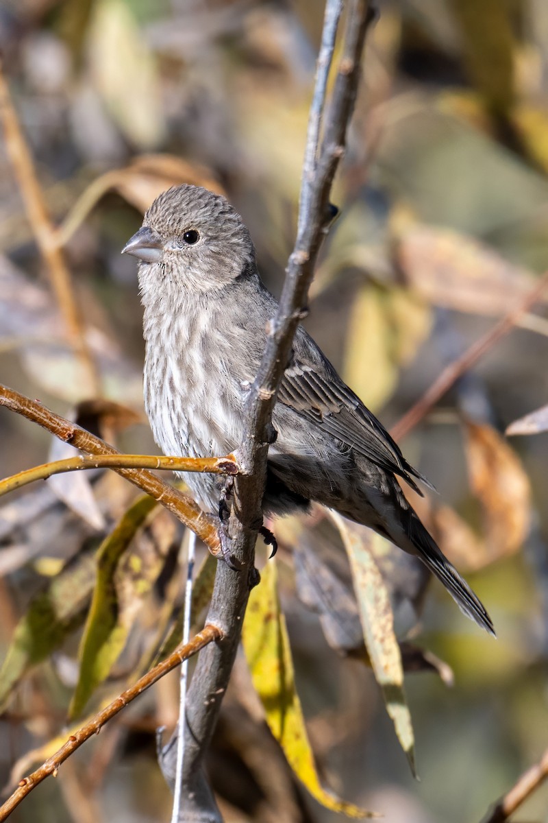 Roselin familier - ML644629947