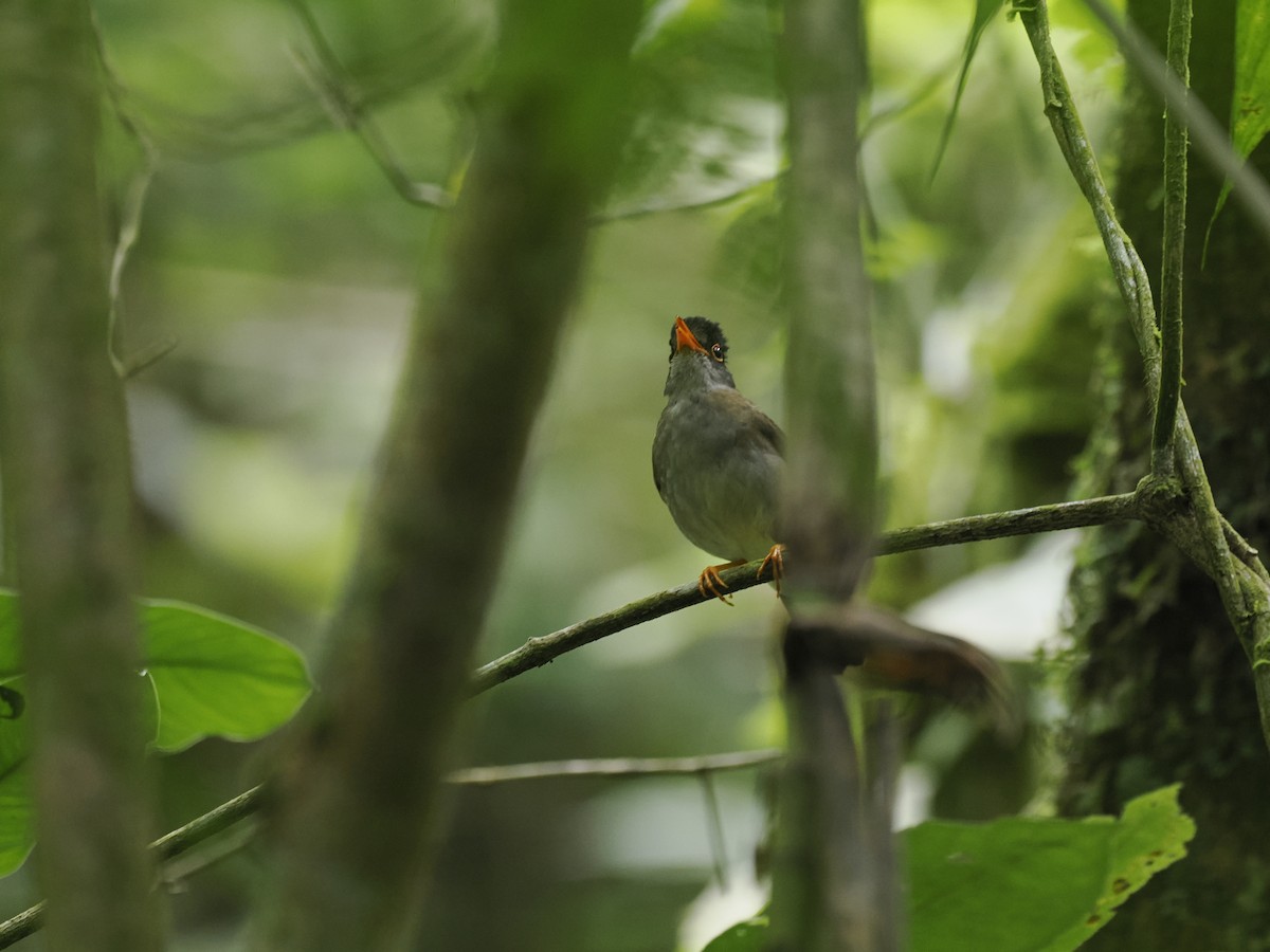 Black-headed Nightingale-Thrush - ML644629954