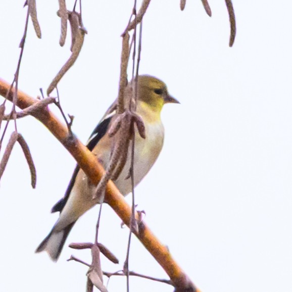 čížek žlutý - ML644629962