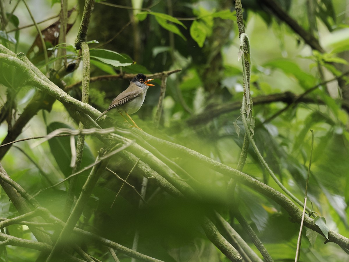 Black-headed Nightingale-Thrush - ML644629963
