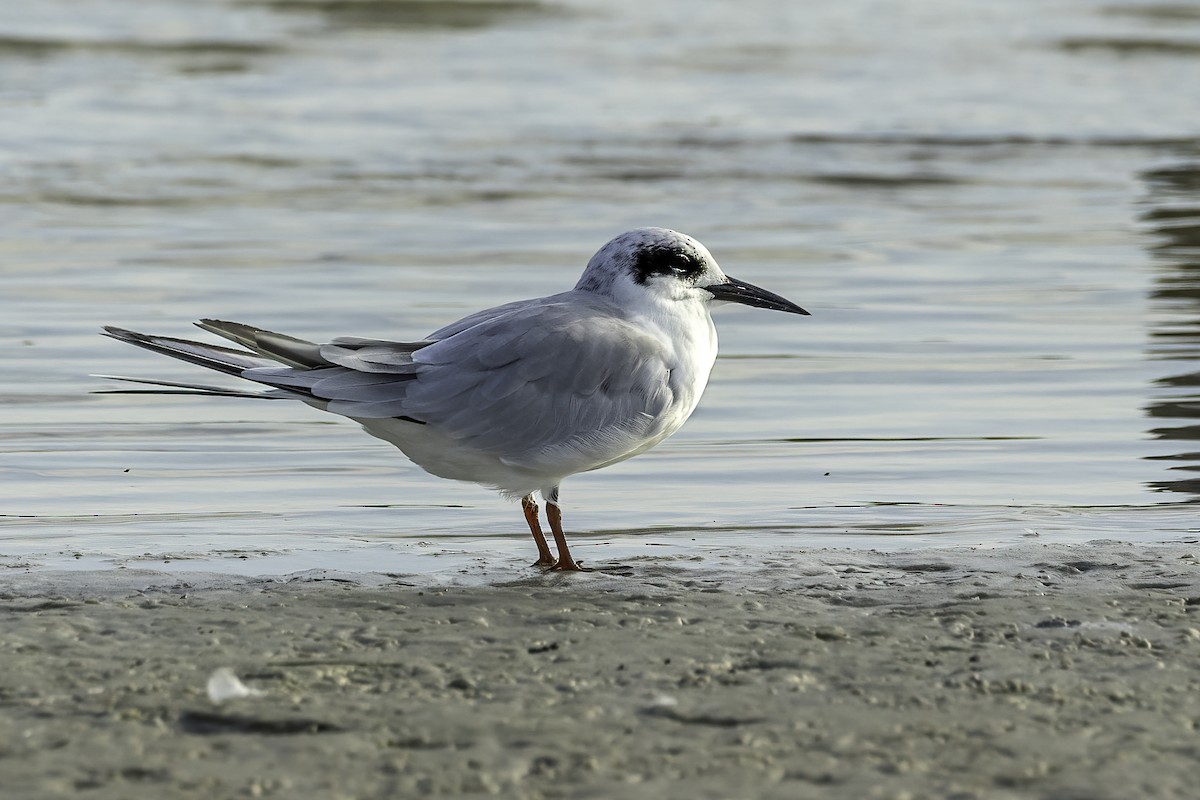 Forsterseeschwalbe - ML644629964