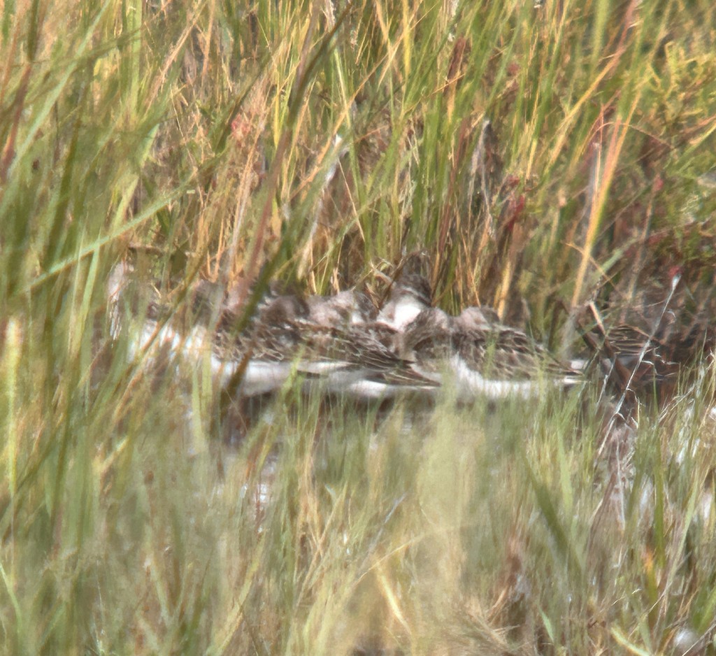 sandsnipe - ML644629968