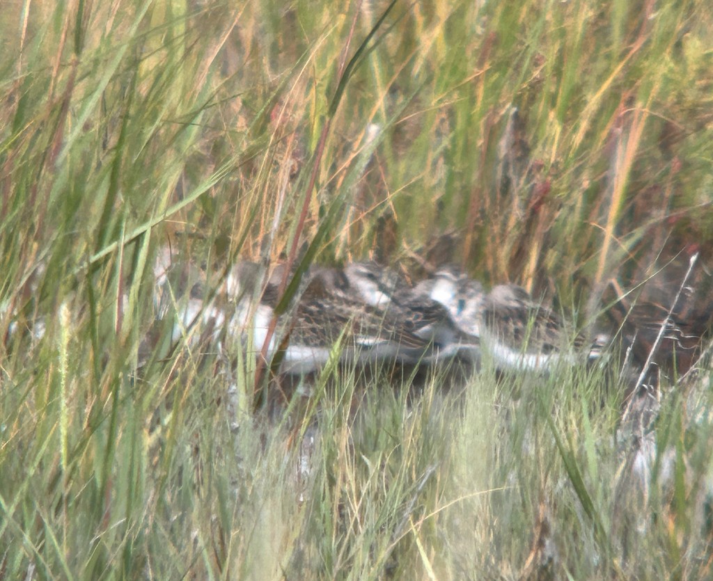 sandsnipe - ML644629969