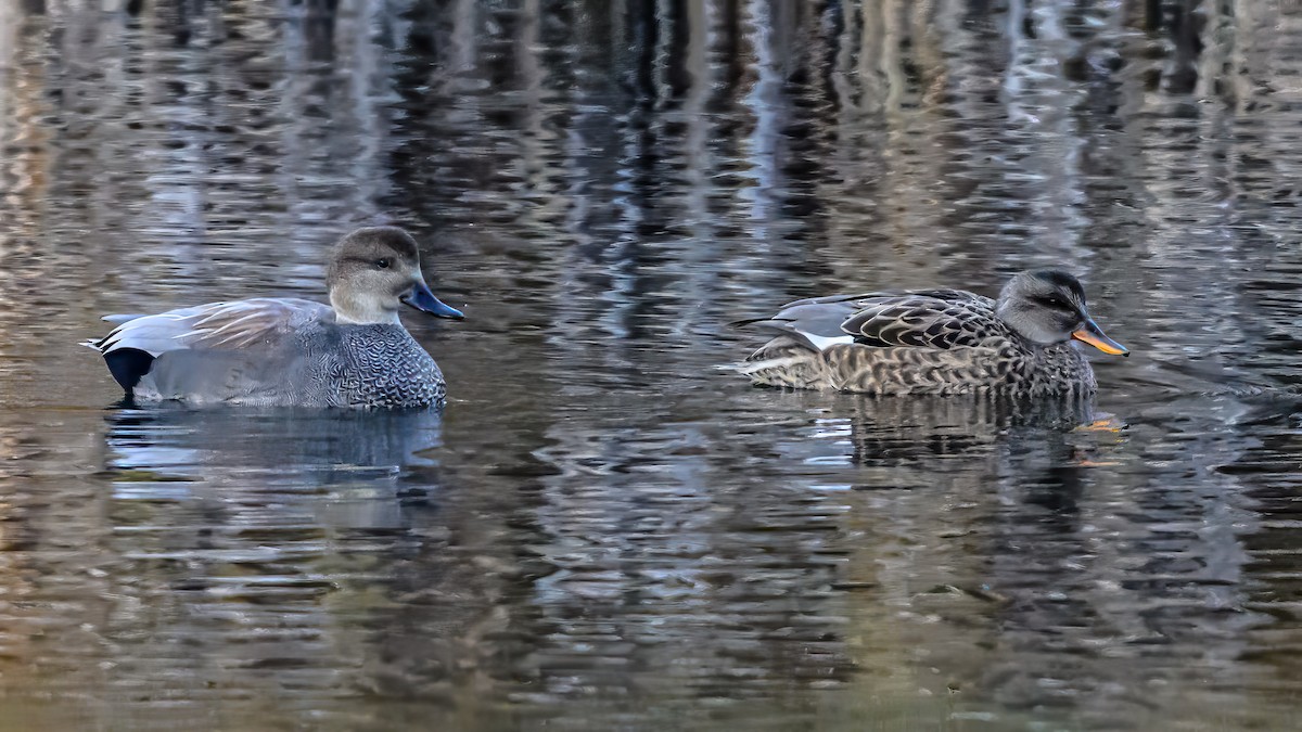 Нерозень - ML644629973