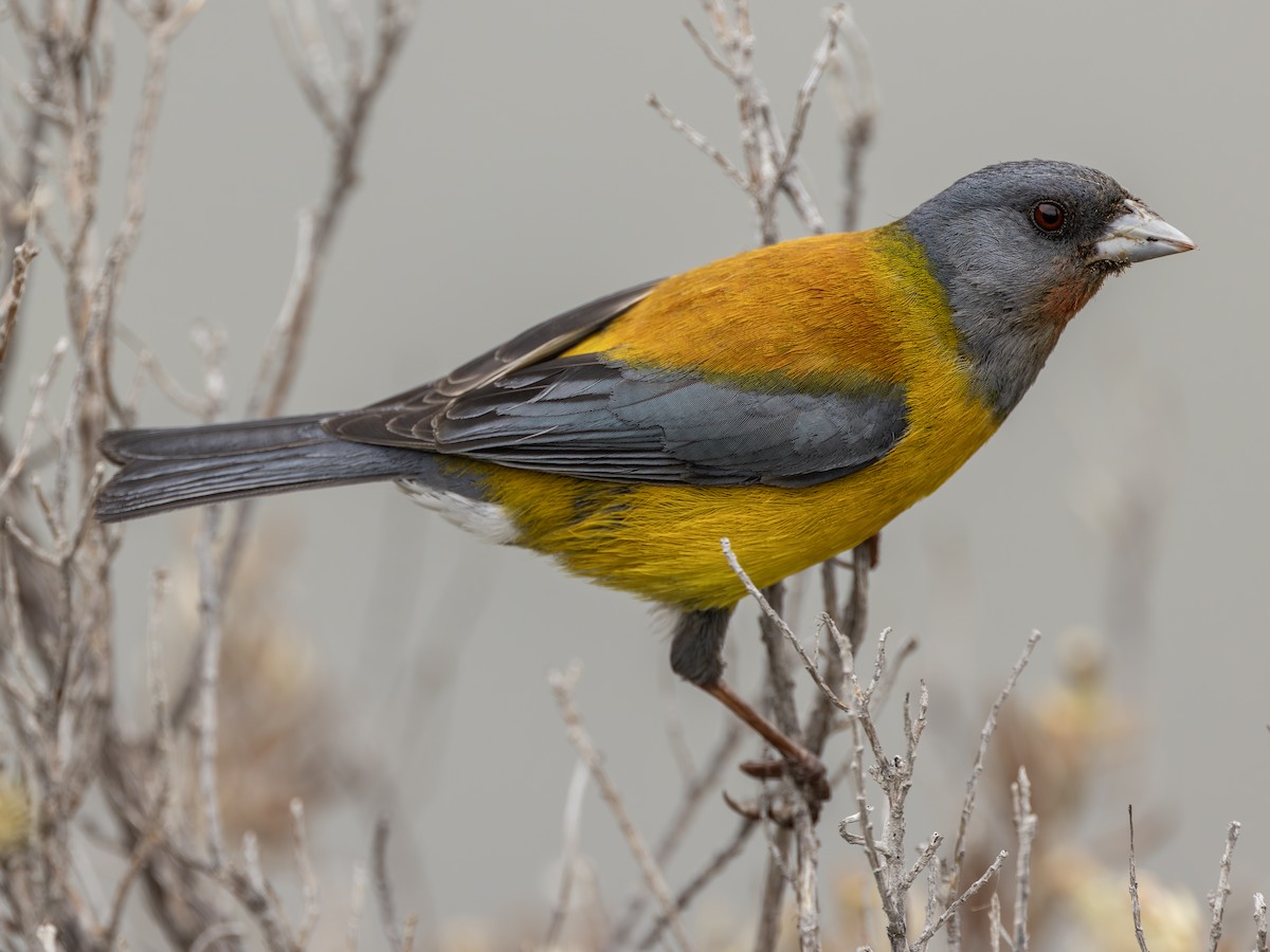 Patagonian Sierra Finch - ML644629974