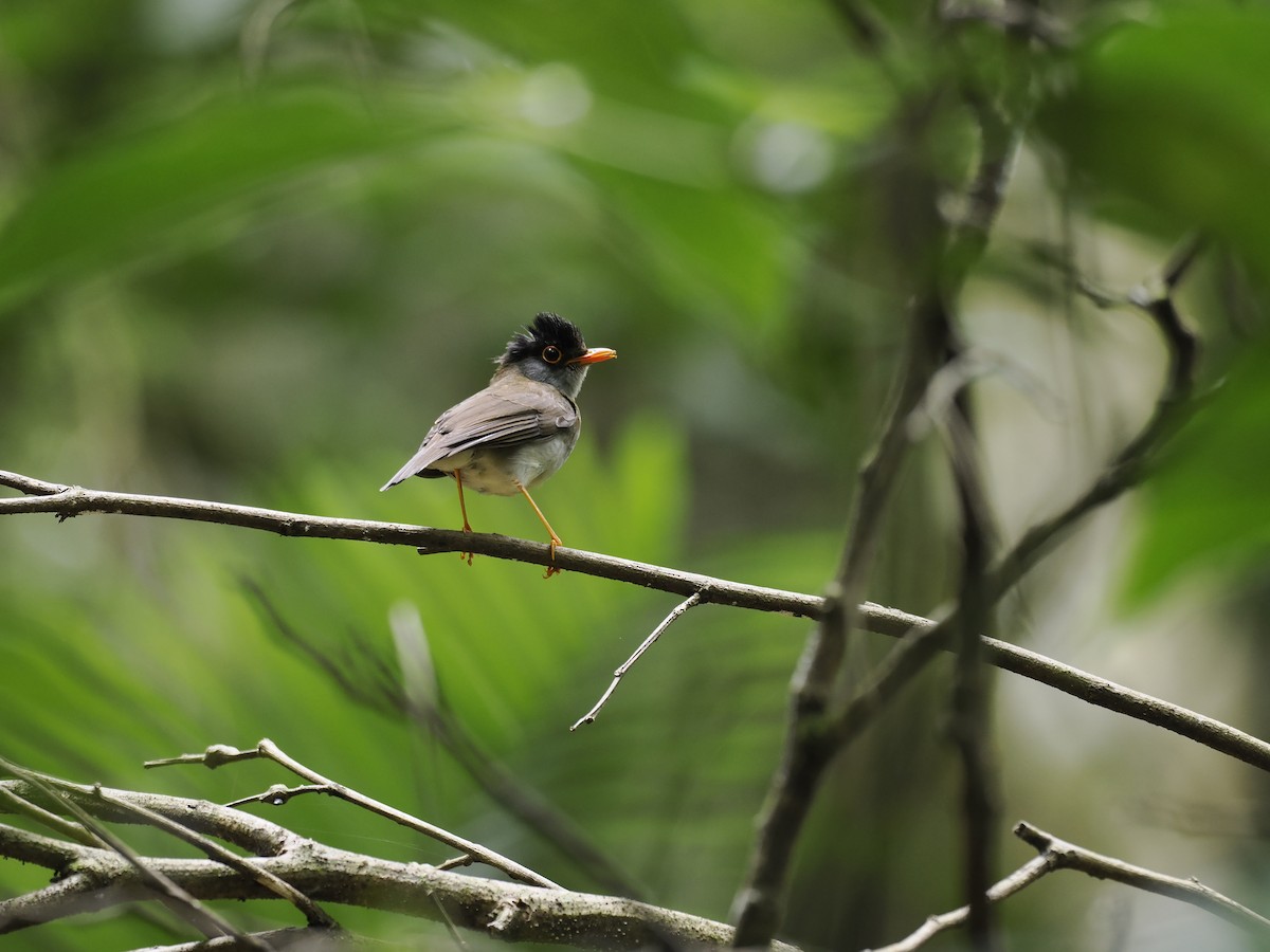 Black-headed Nightingale-Thrush - ML644629976
