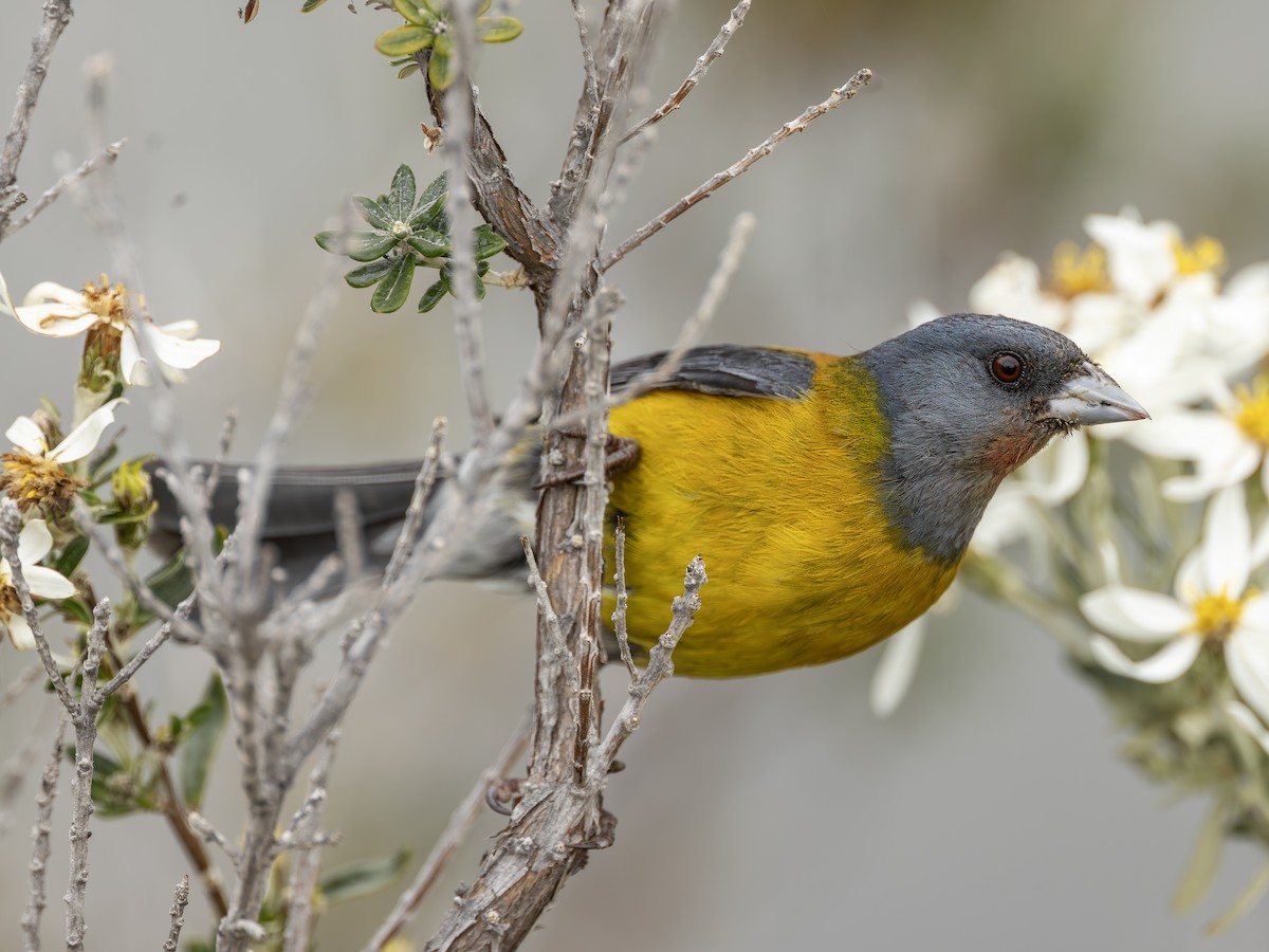 Patagonian Sierra Finch - ML644629977