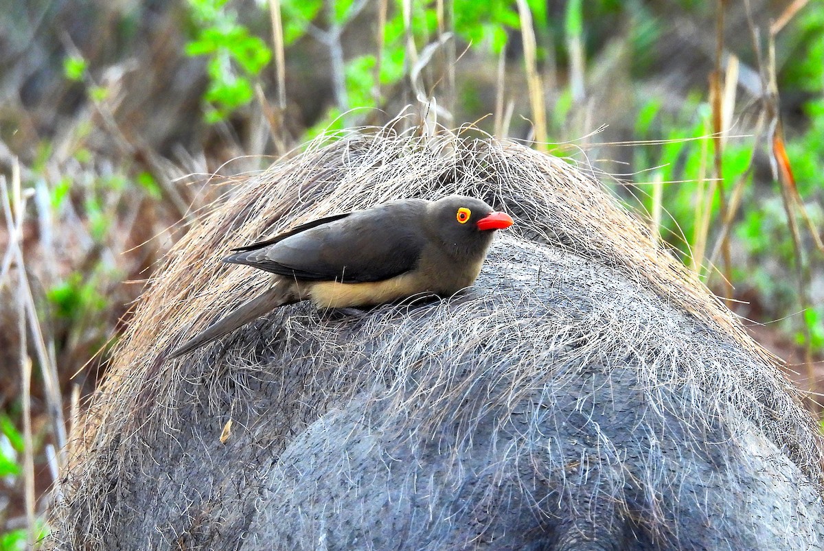 Picabueyes Piquirrojo - ML644629979