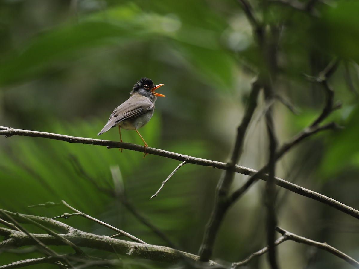 Black-headed Nightingale-Thrush - ML644629980
