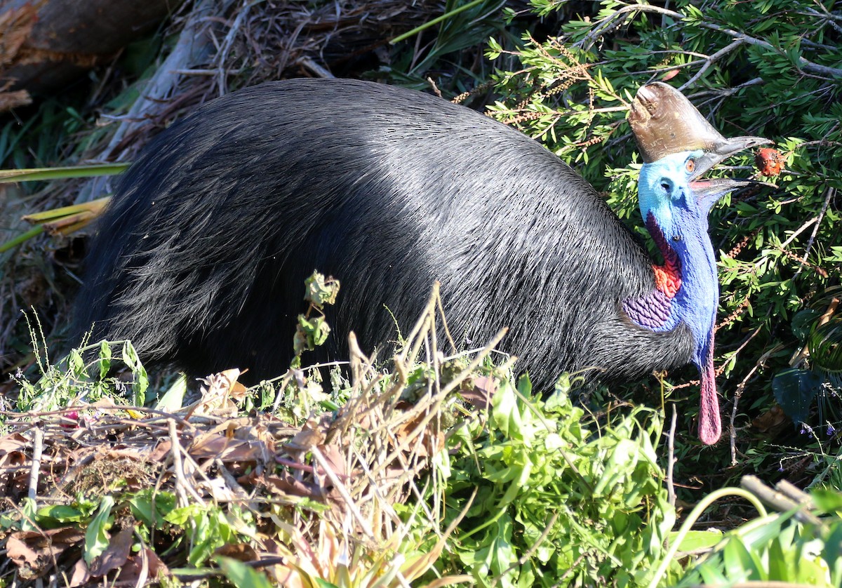 Southern Cassowary - ML644629985