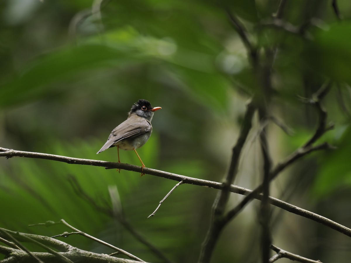 Black-headed Nightingale-Thrush - ML644629987
