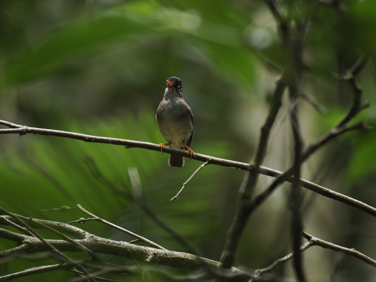 Black-headed Nightingale-Thrush - ML644629990
