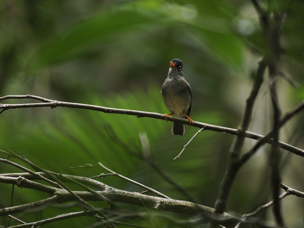 Black-headed Nightingale-Thrush - ML644629998