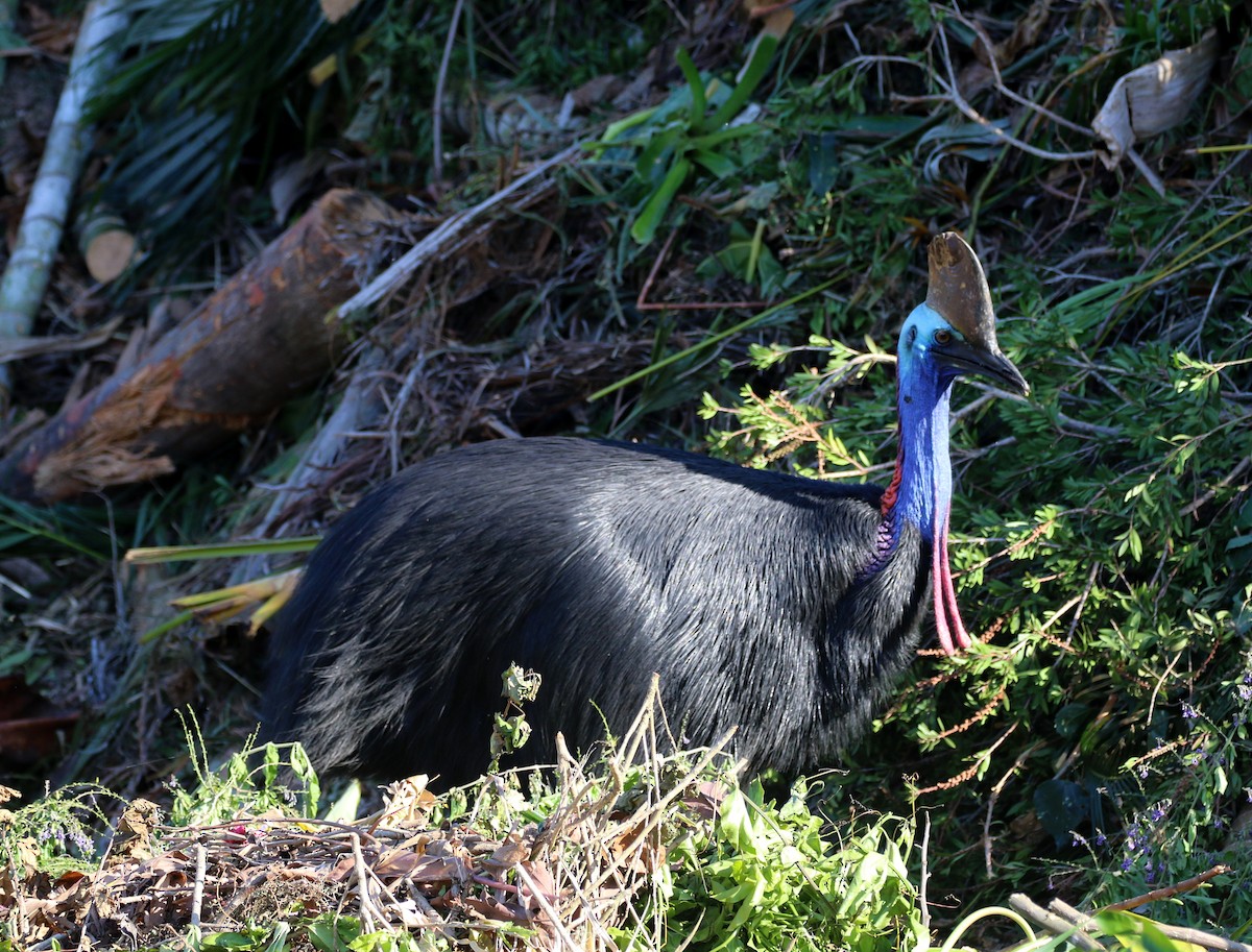 Southern Cassowary - ML644629999