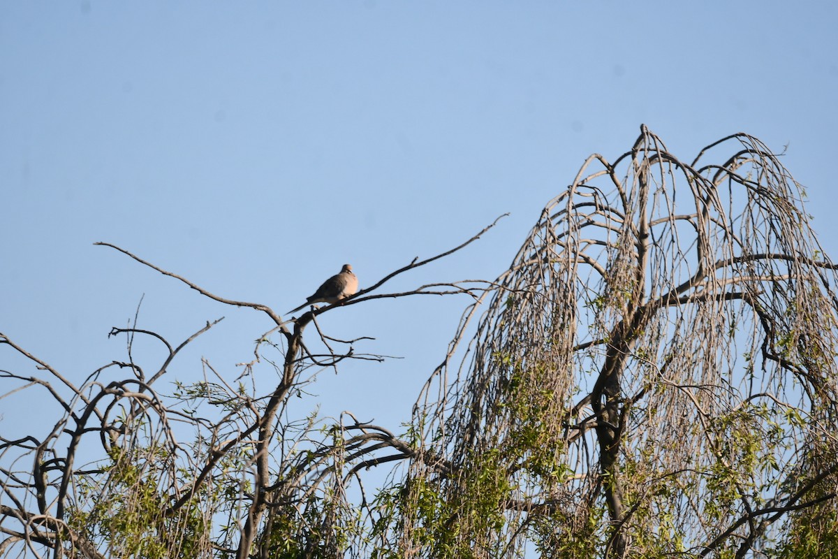 Mourning Dove - ML644630001