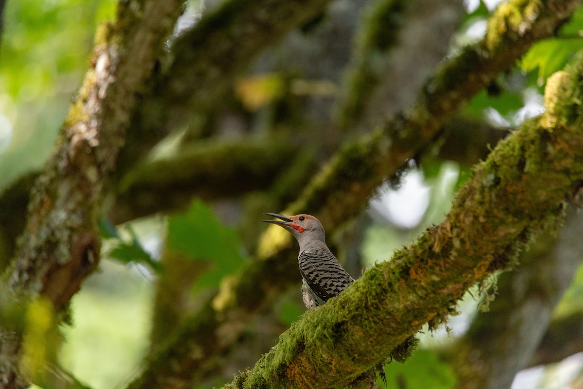 Northern Flicker (Red-shafted) - ML644630002
