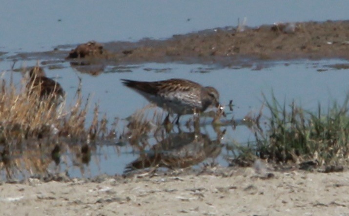 コシジロウズラシギ - ML644630004