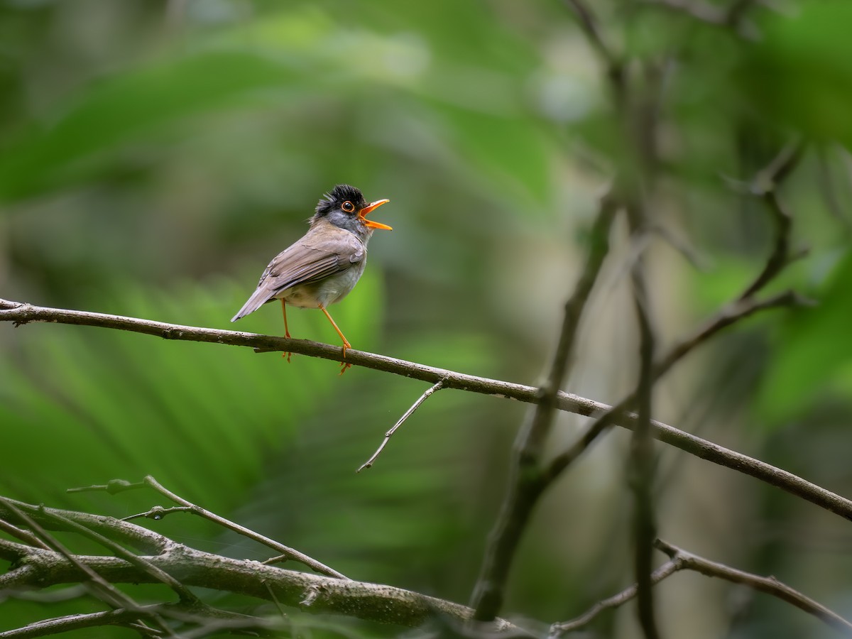 Black-headed Nightingale-Thrush - ML644630007
