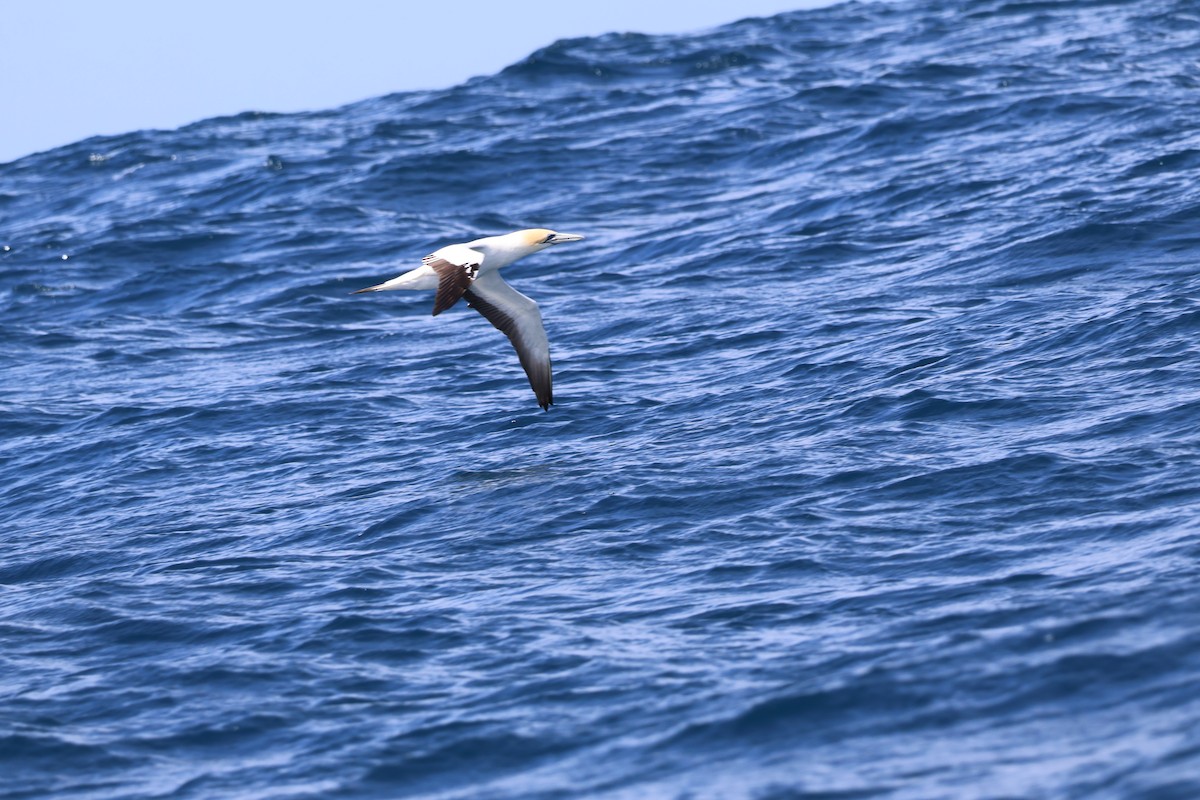Australasian Gannet - ML644630010