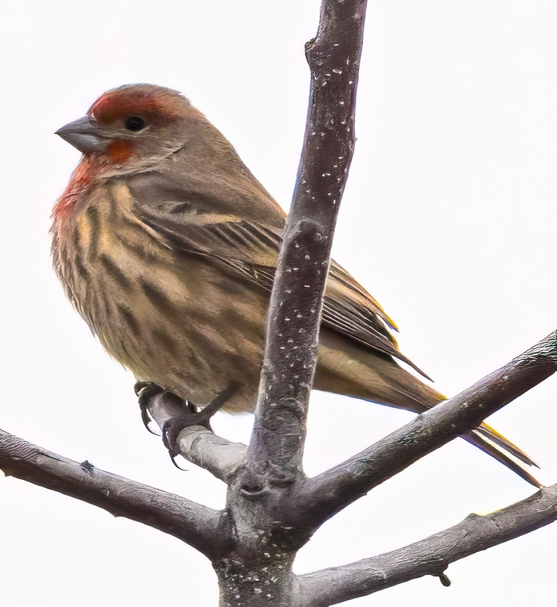 Roselin familier - ML644630012