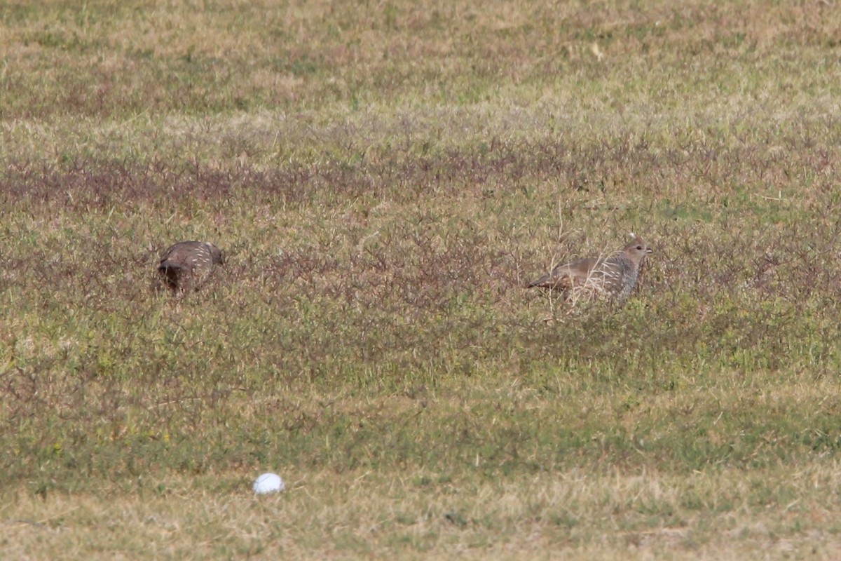 ウロコウズラ - ML644630013