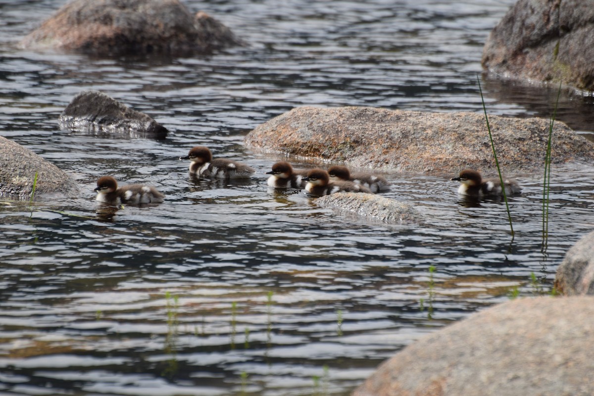 Common Merganser - ML644630014