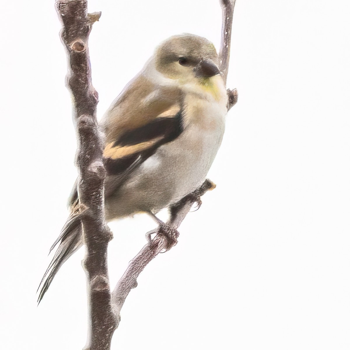 čížek žlutý - ML644630015