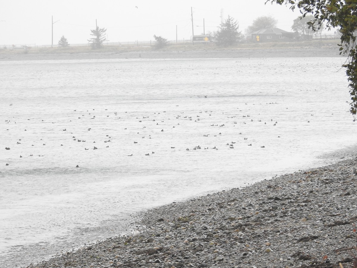 Harlequin Duck - ML644630020