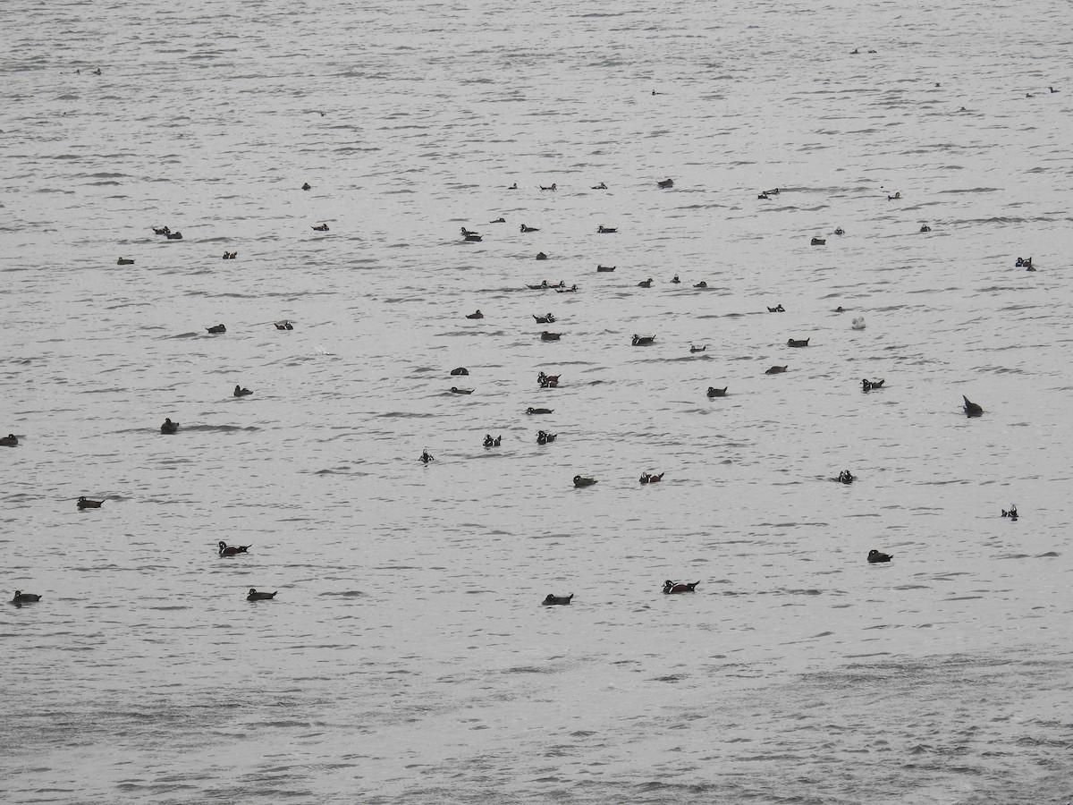 Harlequin Duck - ML644630021