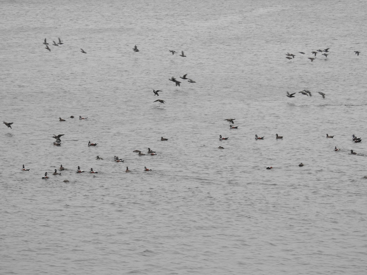 Harlequin Duck - ML644630022